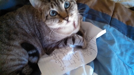 Kitten growth chart image